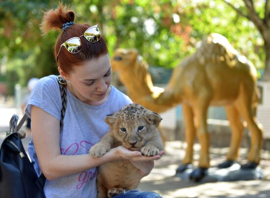 One of two newborn lion cubs shown at Stavropol Zoo
