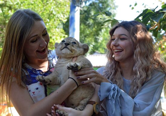One of two newborn lion cubs shown at Stavropol Zoo