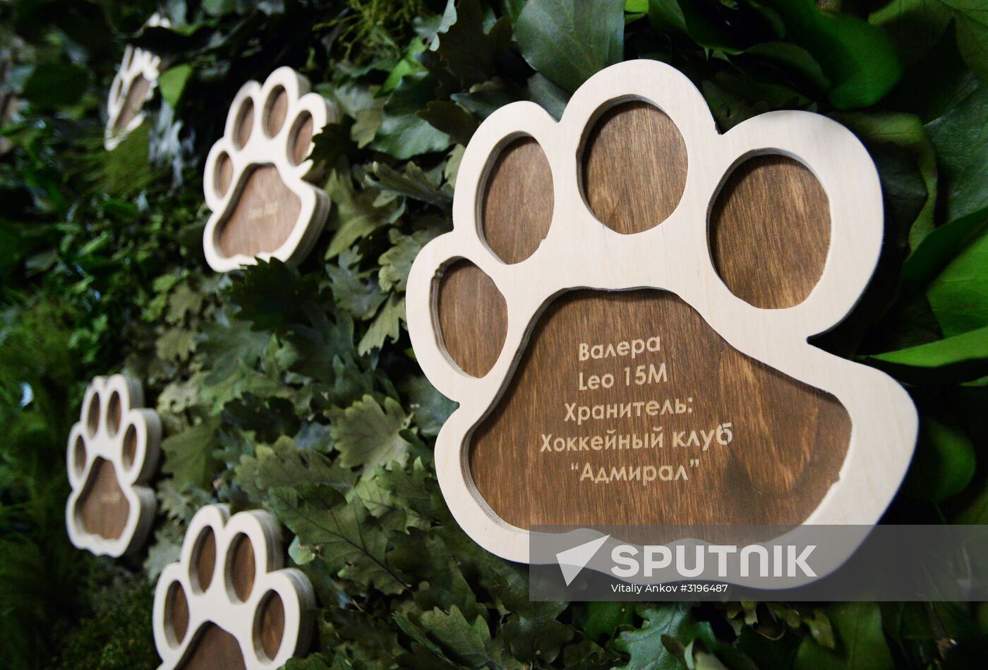 Opening of the central estate of Land of the Leopard Park in Primorye Territory