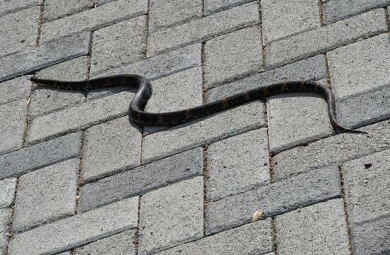 Grass snake