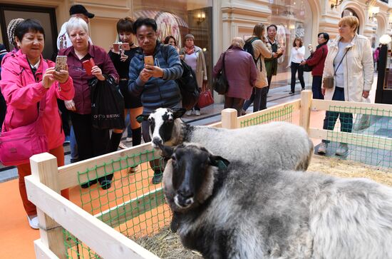 Domestic farm produce market opens in GUM store
