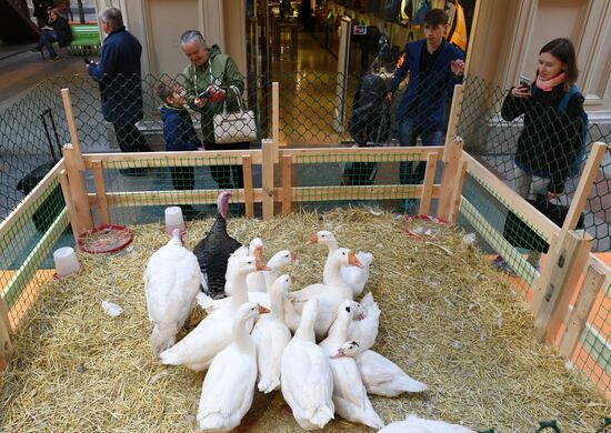 Domestic farm produce market opens in GUM store