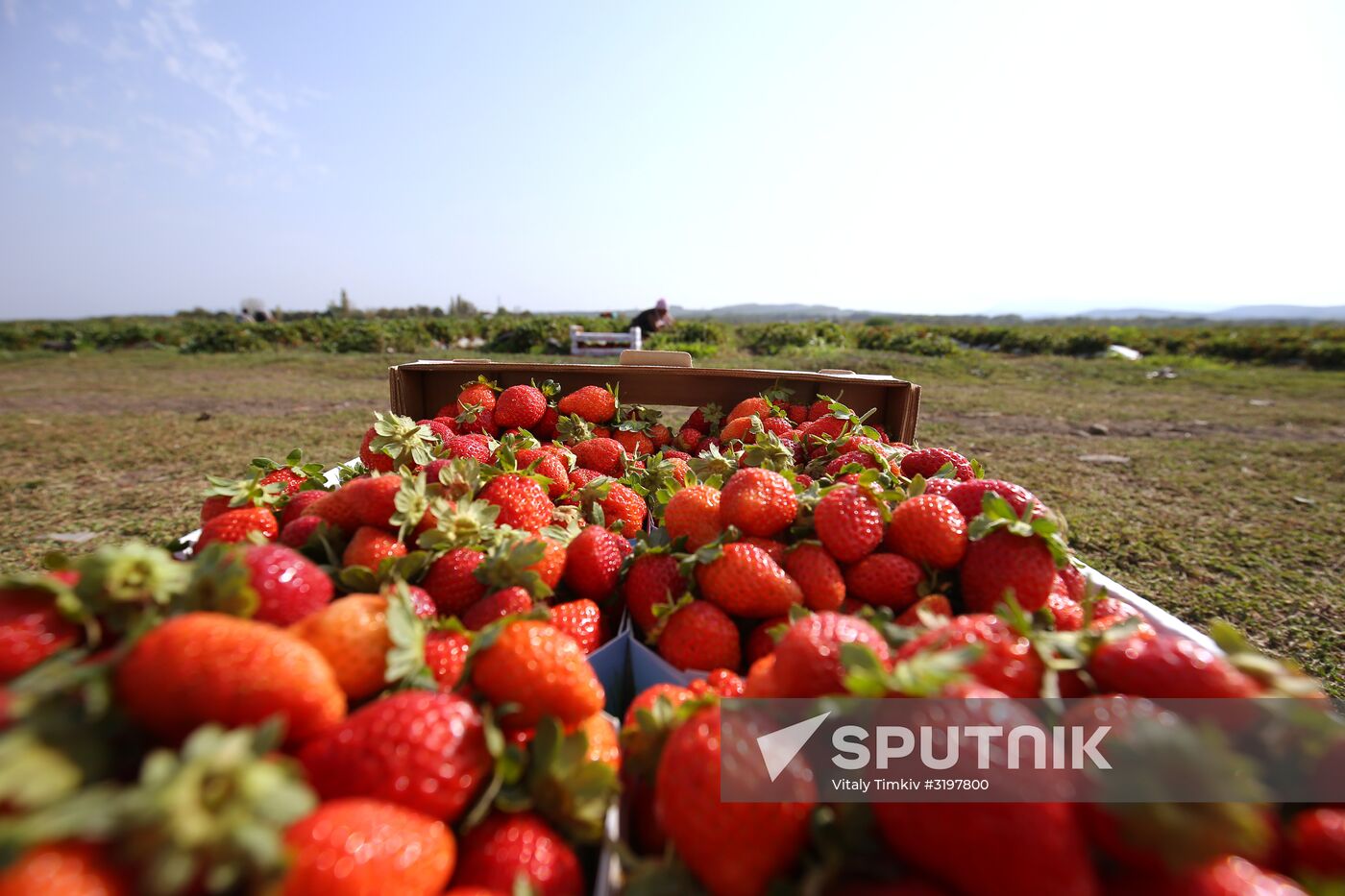 Farming in Krasnodar Territory