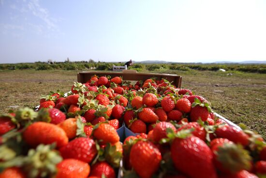 Farming in Krasnodar Territory