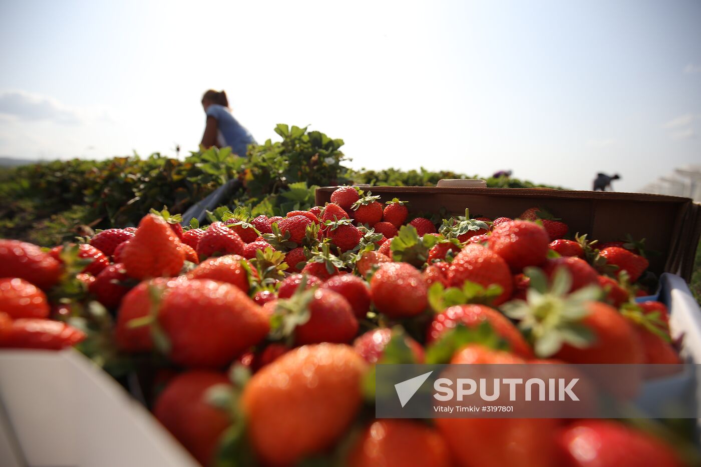 Farming in Krasnodar Territory