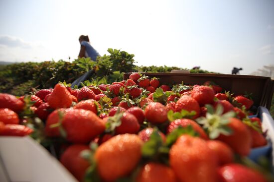 Farming in Krasnodar Territory