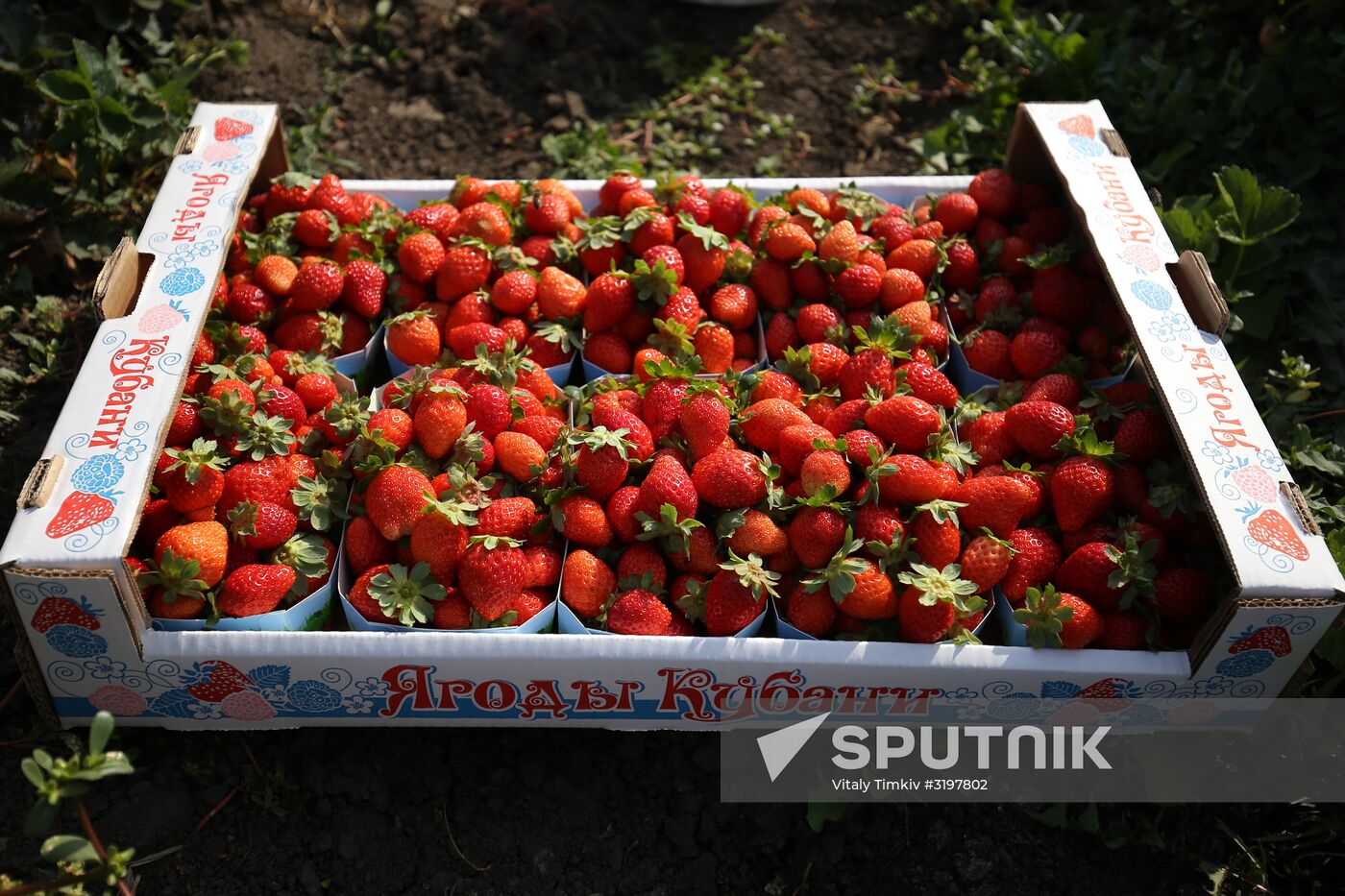 Farming in Krasnodar Territory