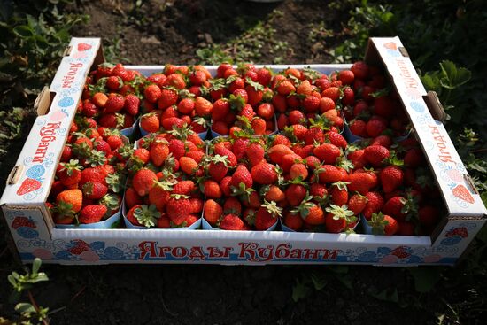 Farming in Krasnodar Territory