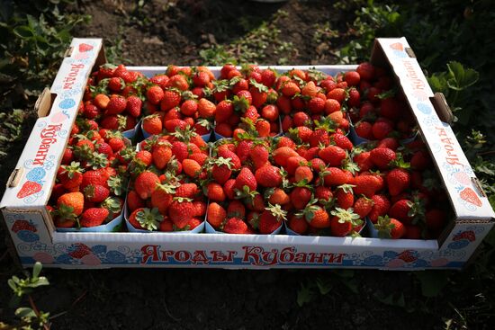 Farming in Krasnodar Territory