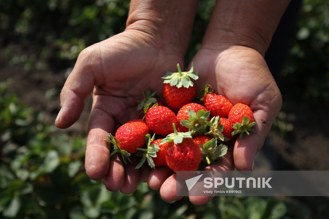 Farming in Krasnodar Territory