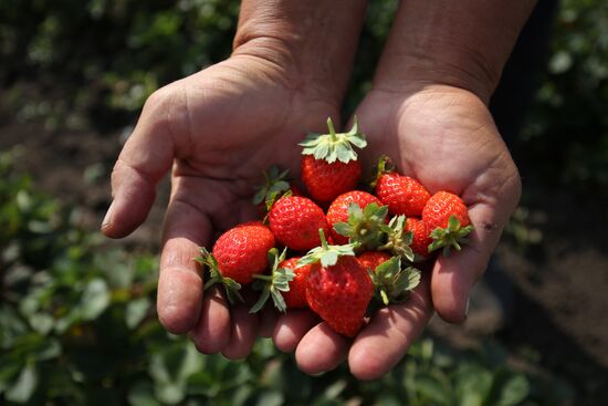 Farming in Krasnodar Territory