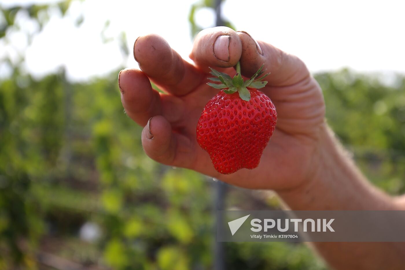 Farming in Krasnodar Territory