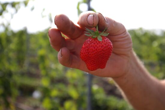 Farming in Krasnodar Territory