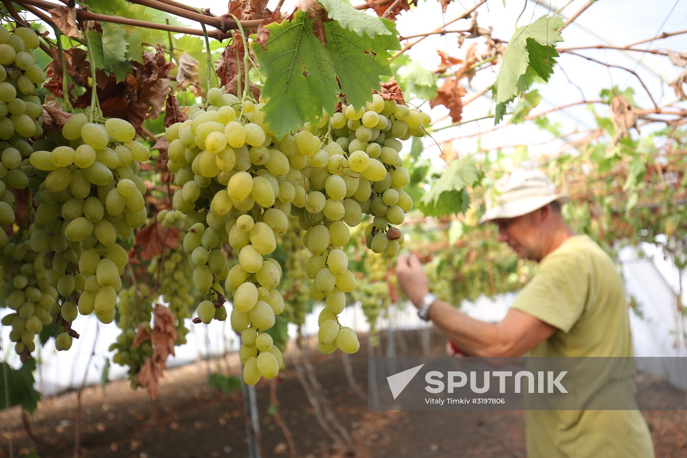 Farming in Krasnodar Territory