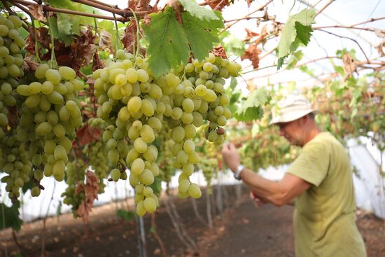 Farming in Krasnodar Territory