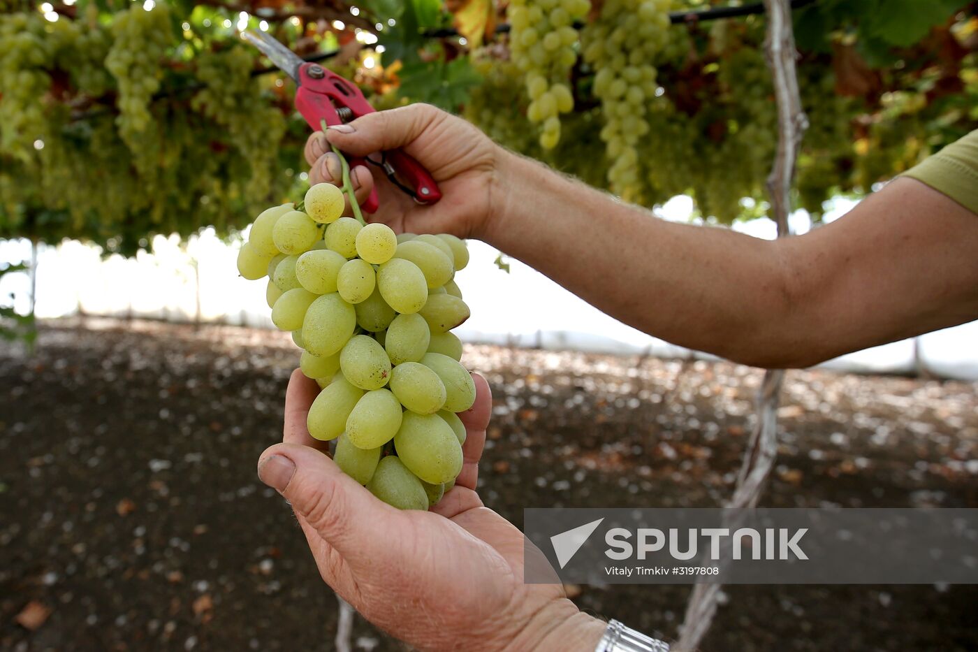 Farming in Krasnodar Territory