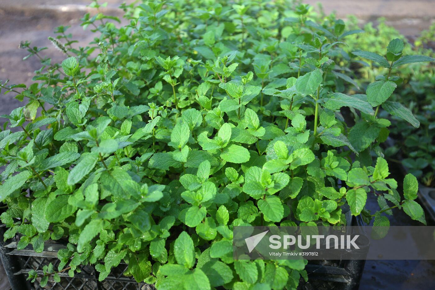 Farming in Krasnodar Territory