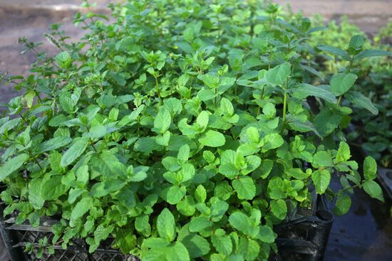 Farming in Krasnodar Territory