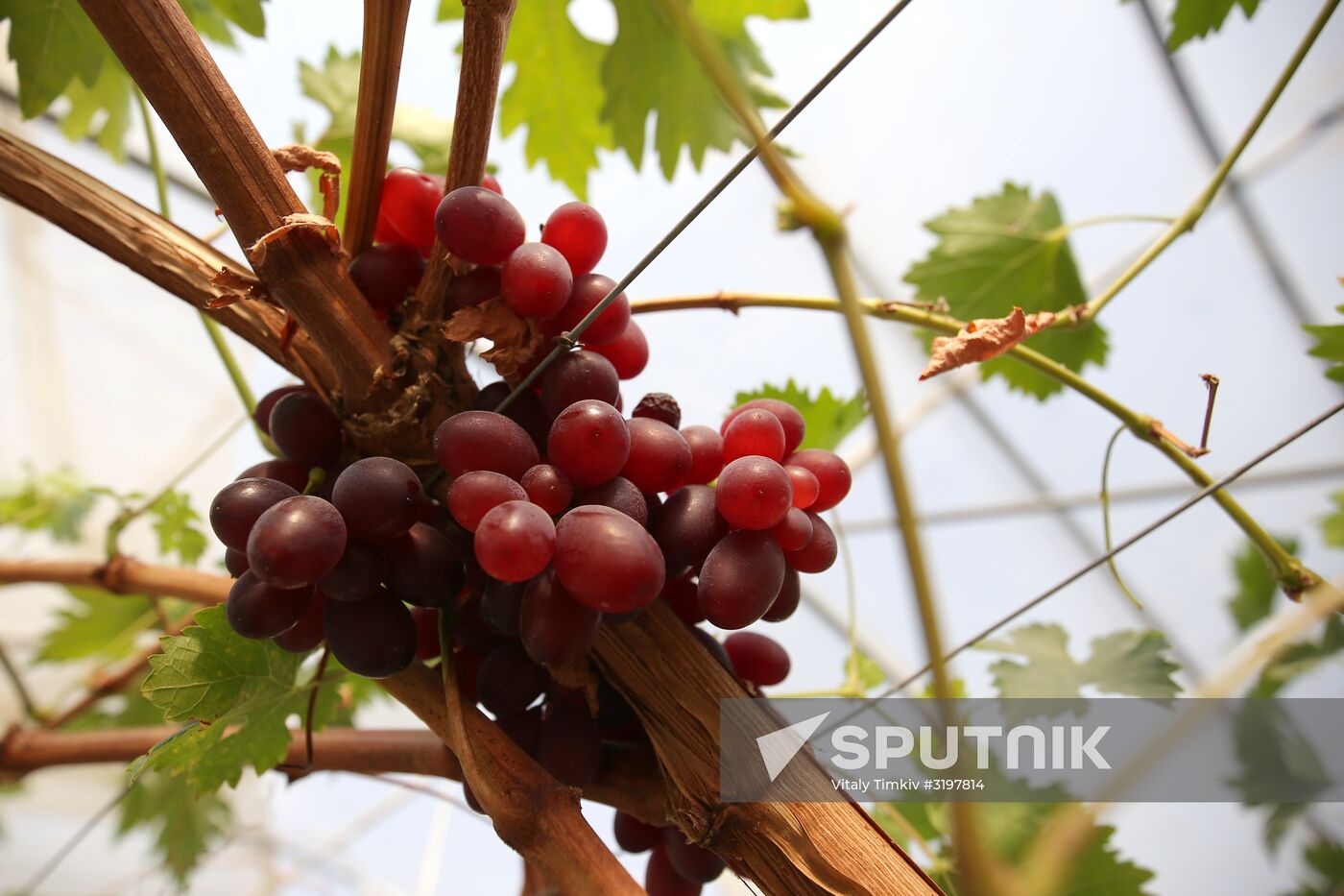 Farming in Krasnodar Territory