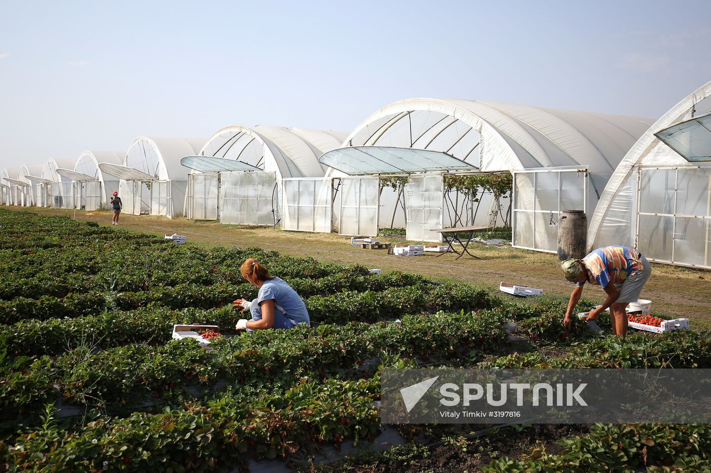 Farming in Krasnodar Territory