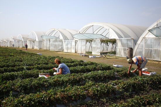 Farming in Krasnodar Territory