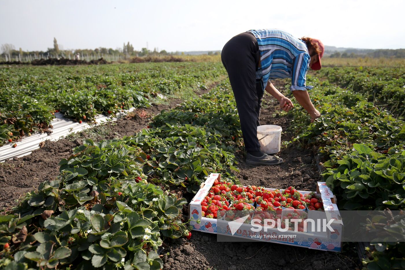 Farming in Krasnodar Territory