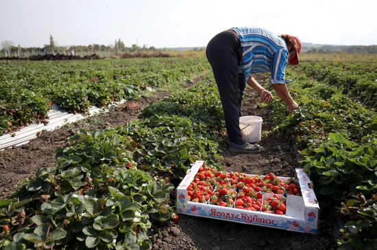 Farming in Krasnodar Territory