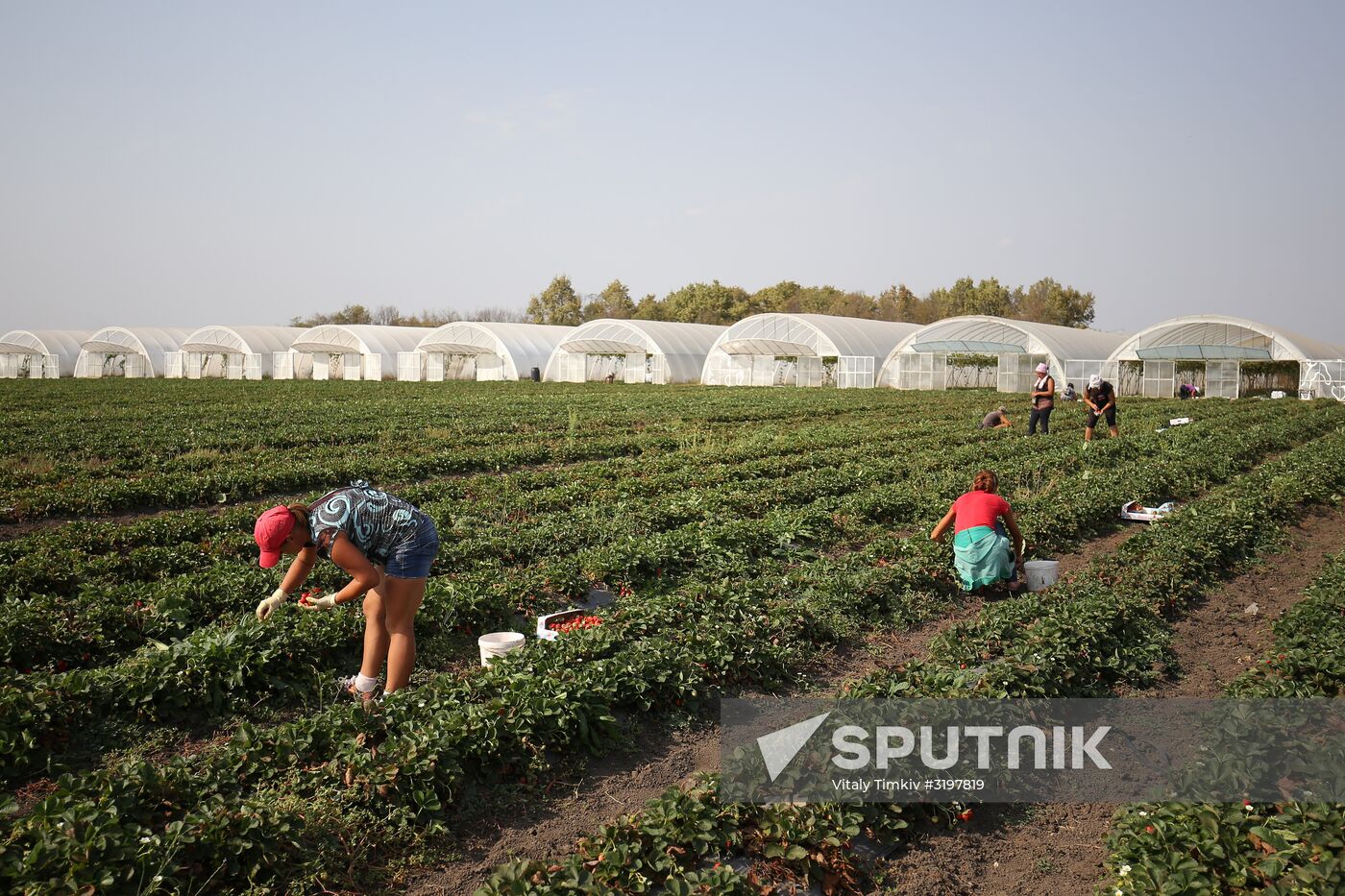 Farming in Krasnodar Territory