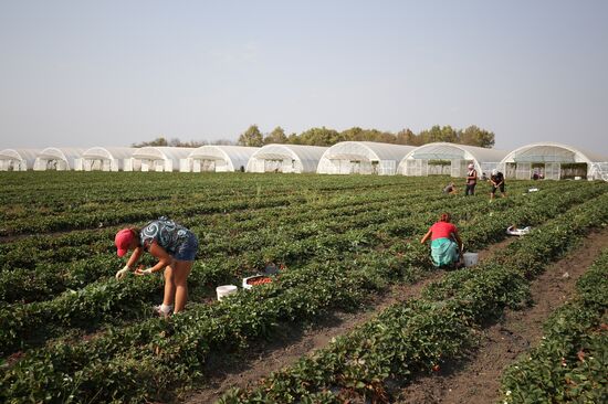 Farming in Krasnodar Territory