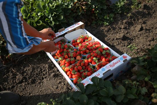 Farming in Krasnodar Territory