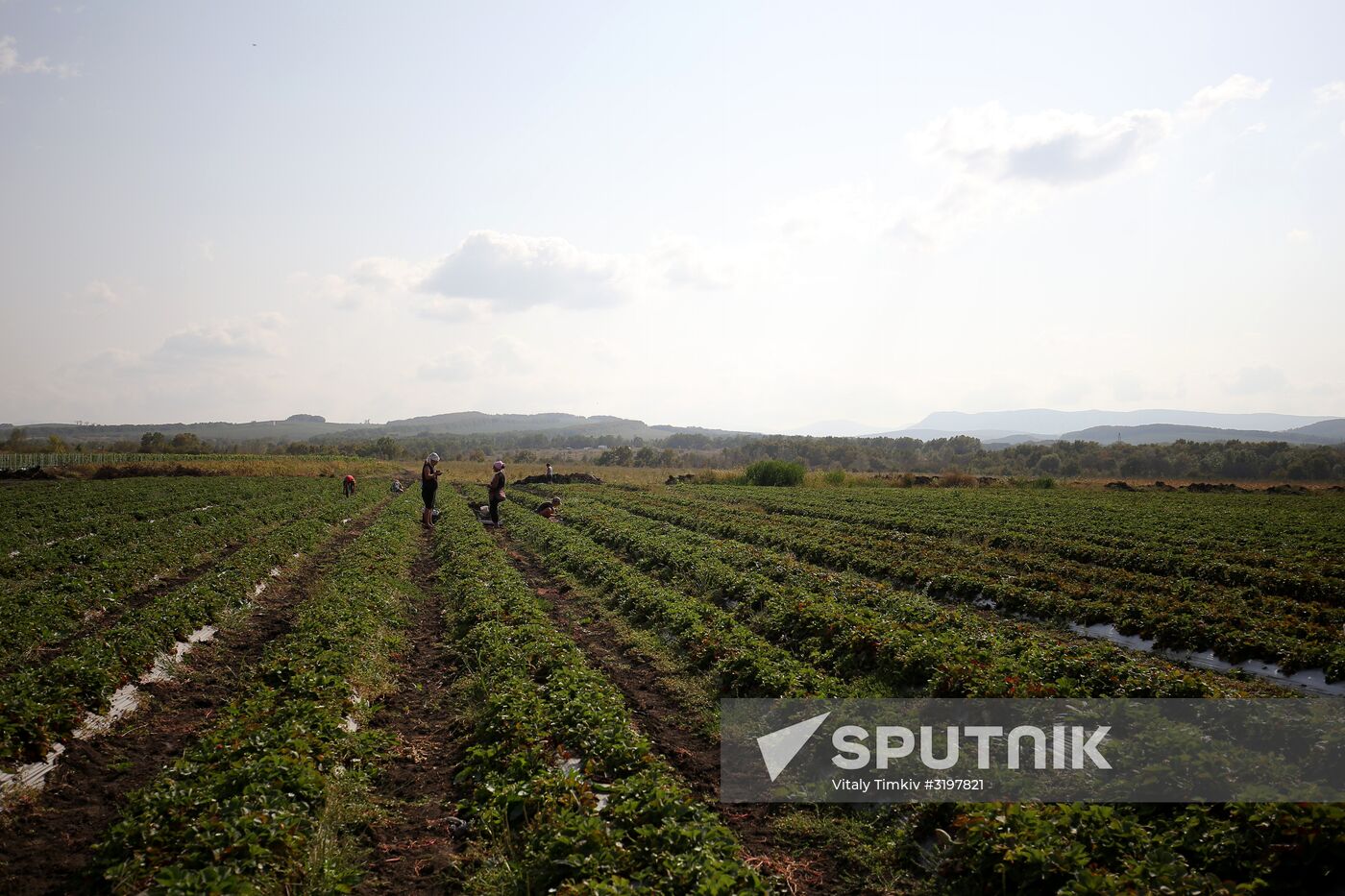 Farming in Krasnodar Territory