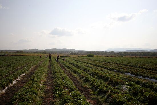 Farming in Krasnodar Territory