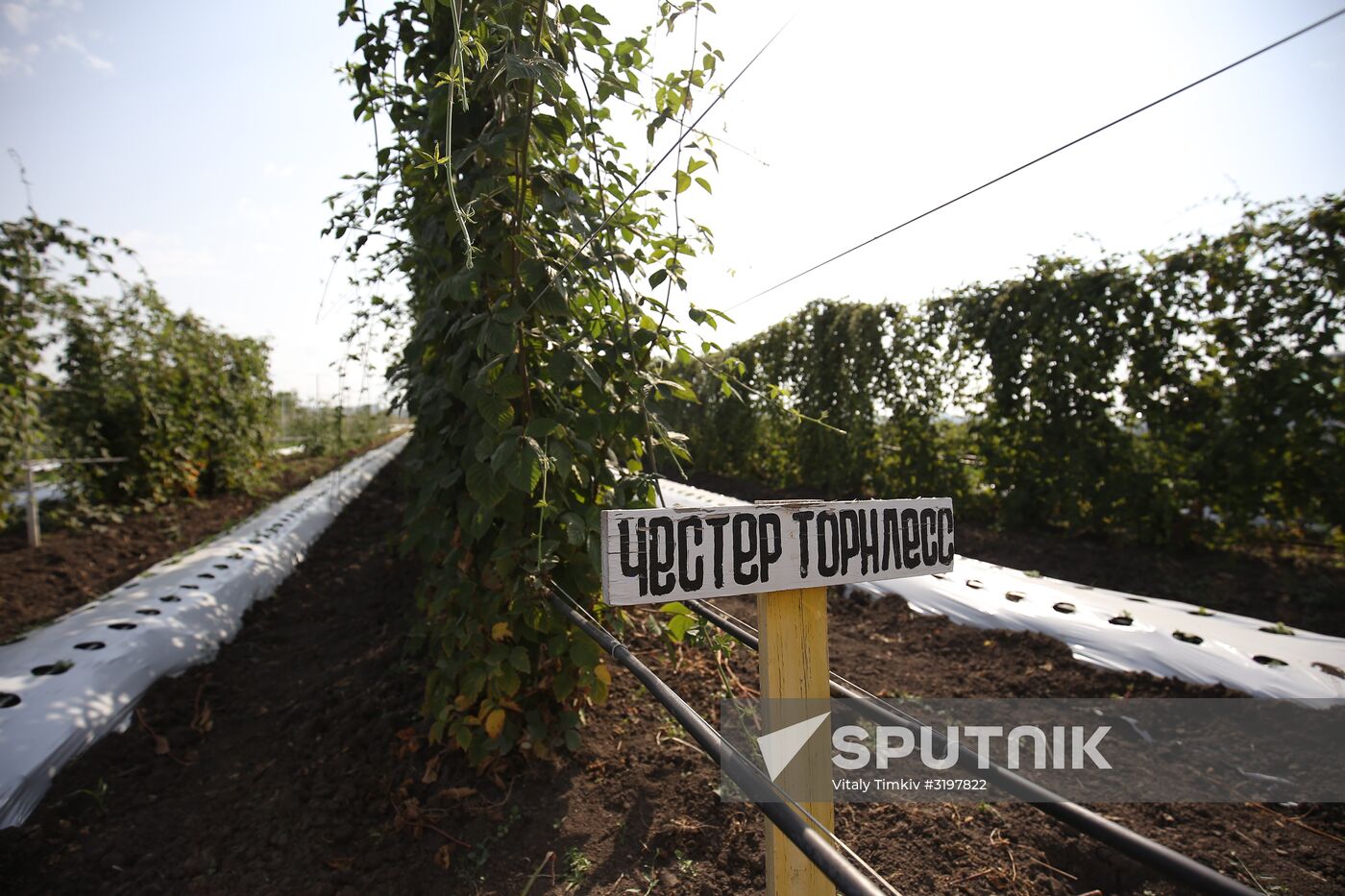 Farming in Krasnodar Territory