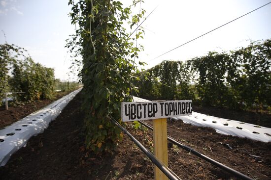 Farming in Krasnodar Territory