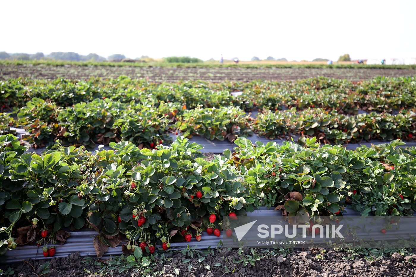 Farming in Krasnodar Territory