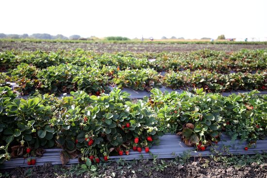 Farming in Krasnodar Territory