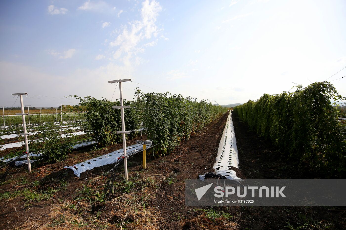 Farming in Krasnodar Territory