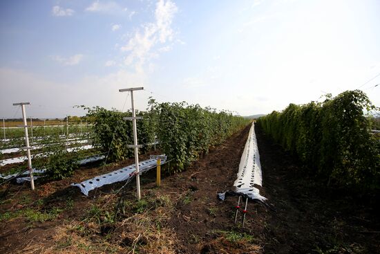 Farming in Krasnodar Territory