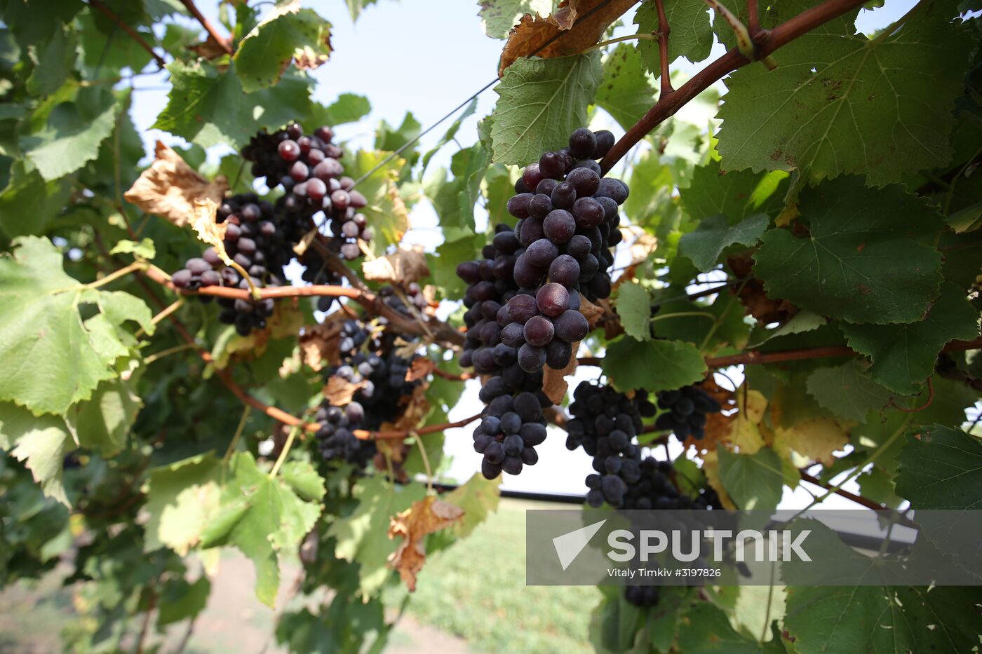 Farming in Krasnodar Territory