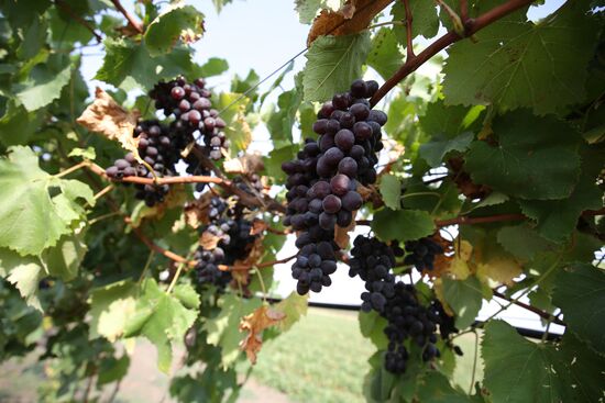 Farming in Krasnodar Territory