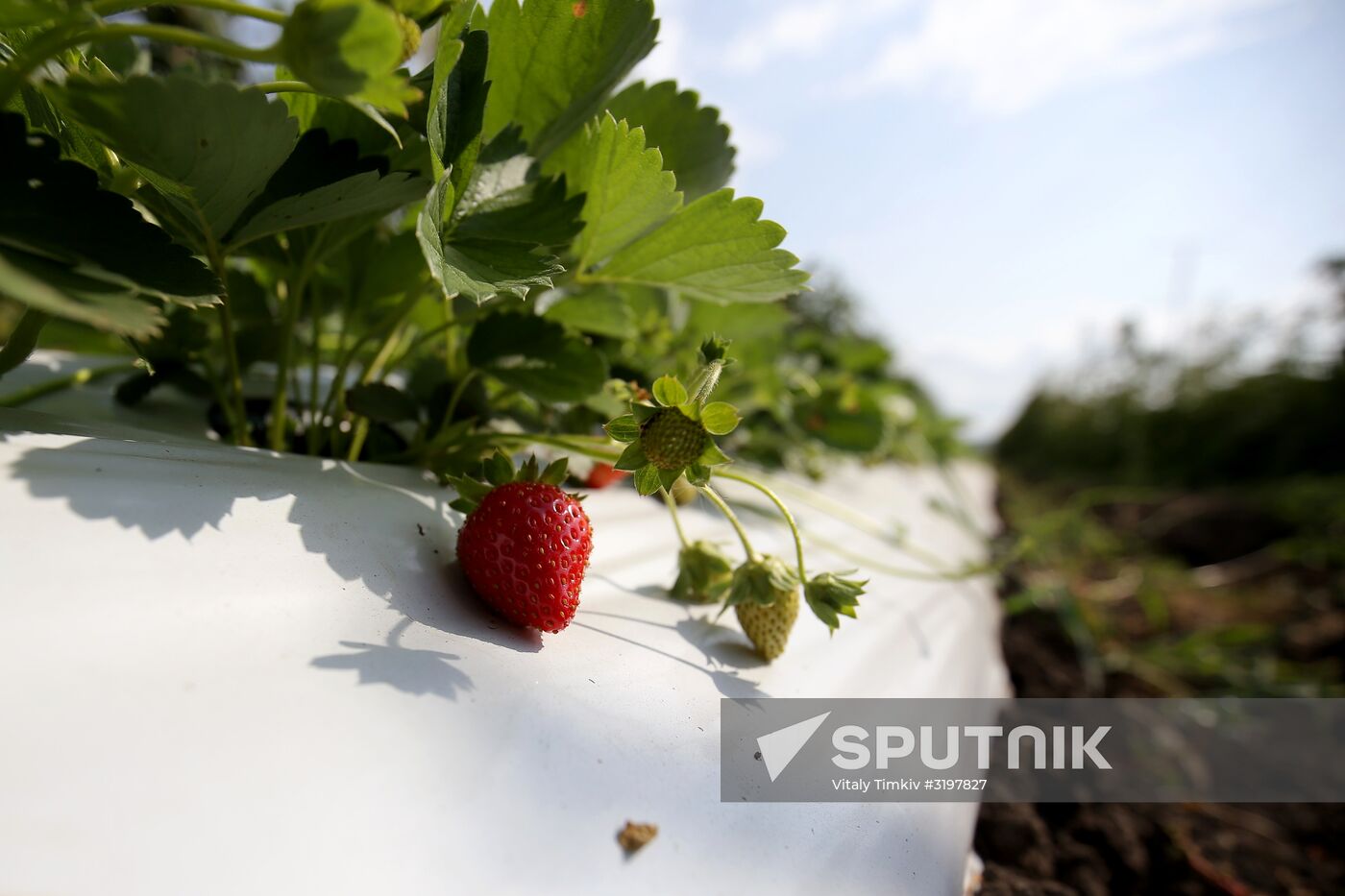 Farming in Krasnodar Territory