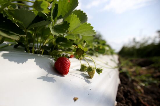 Farming in Krasnodar Territory