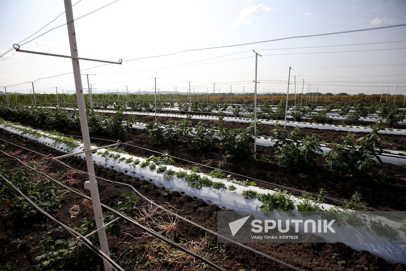 Farming in Krasnodar Territory