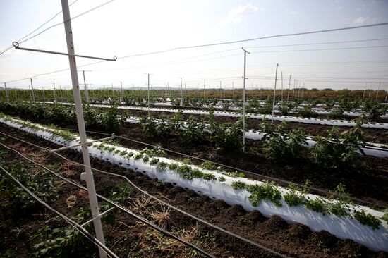 Farming in Krasnodar Territory