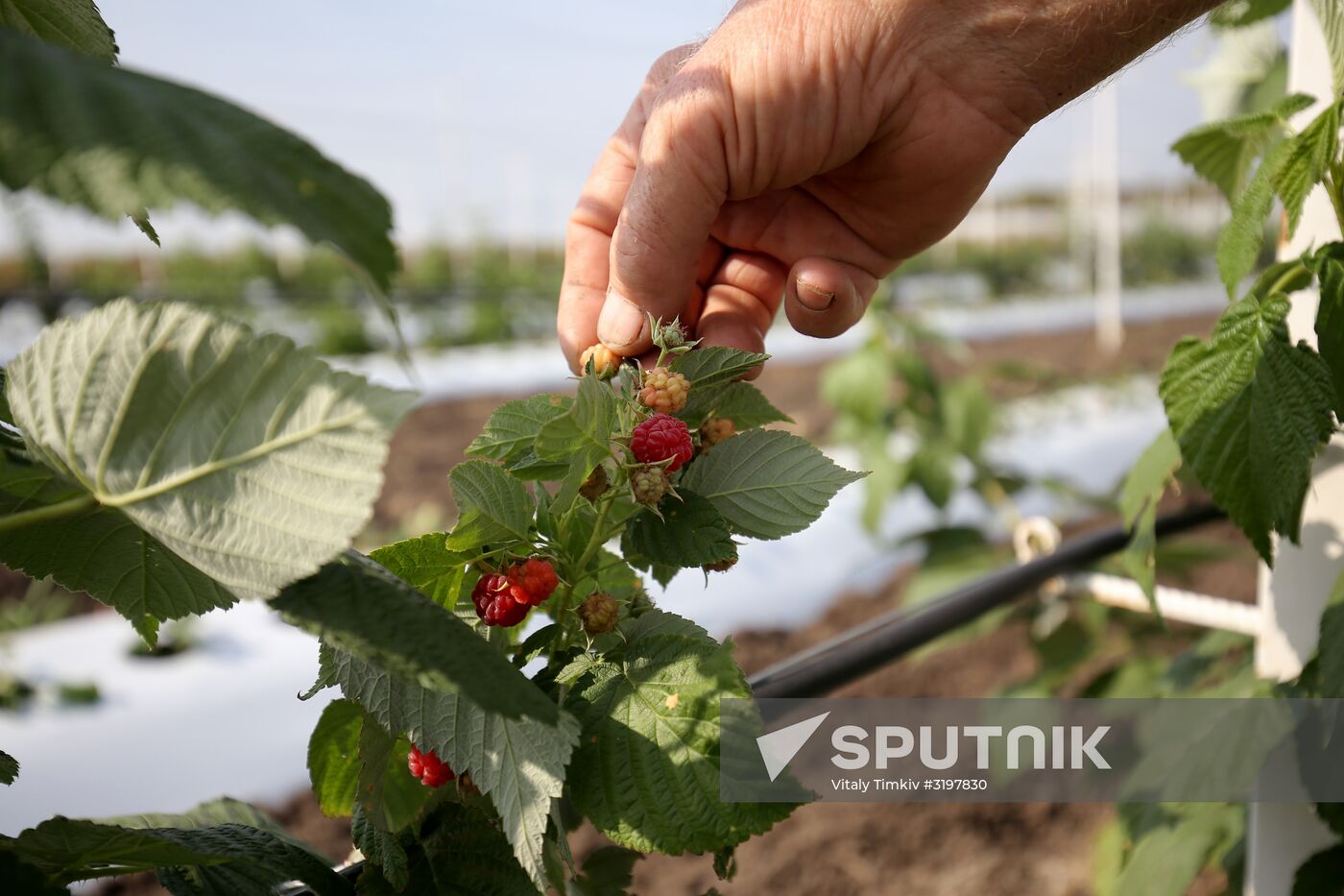 Farming in Krasnodar Territory