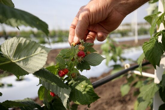 Farming in Krasnodar Territory