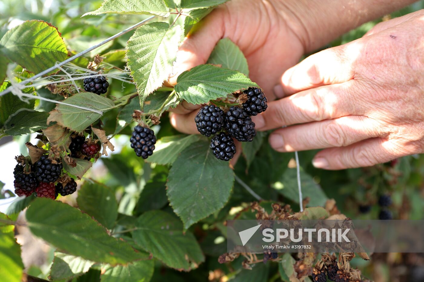 Farming in Krasnodar Territory