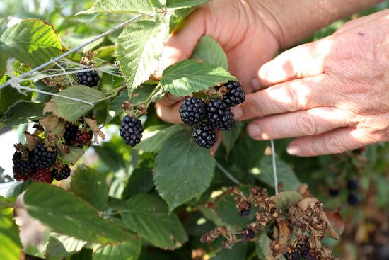 Farming in Krasnodar Territory