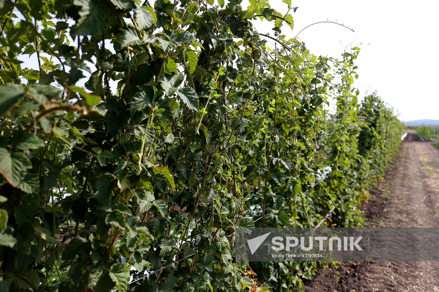 Farming in Krasnodar Territory