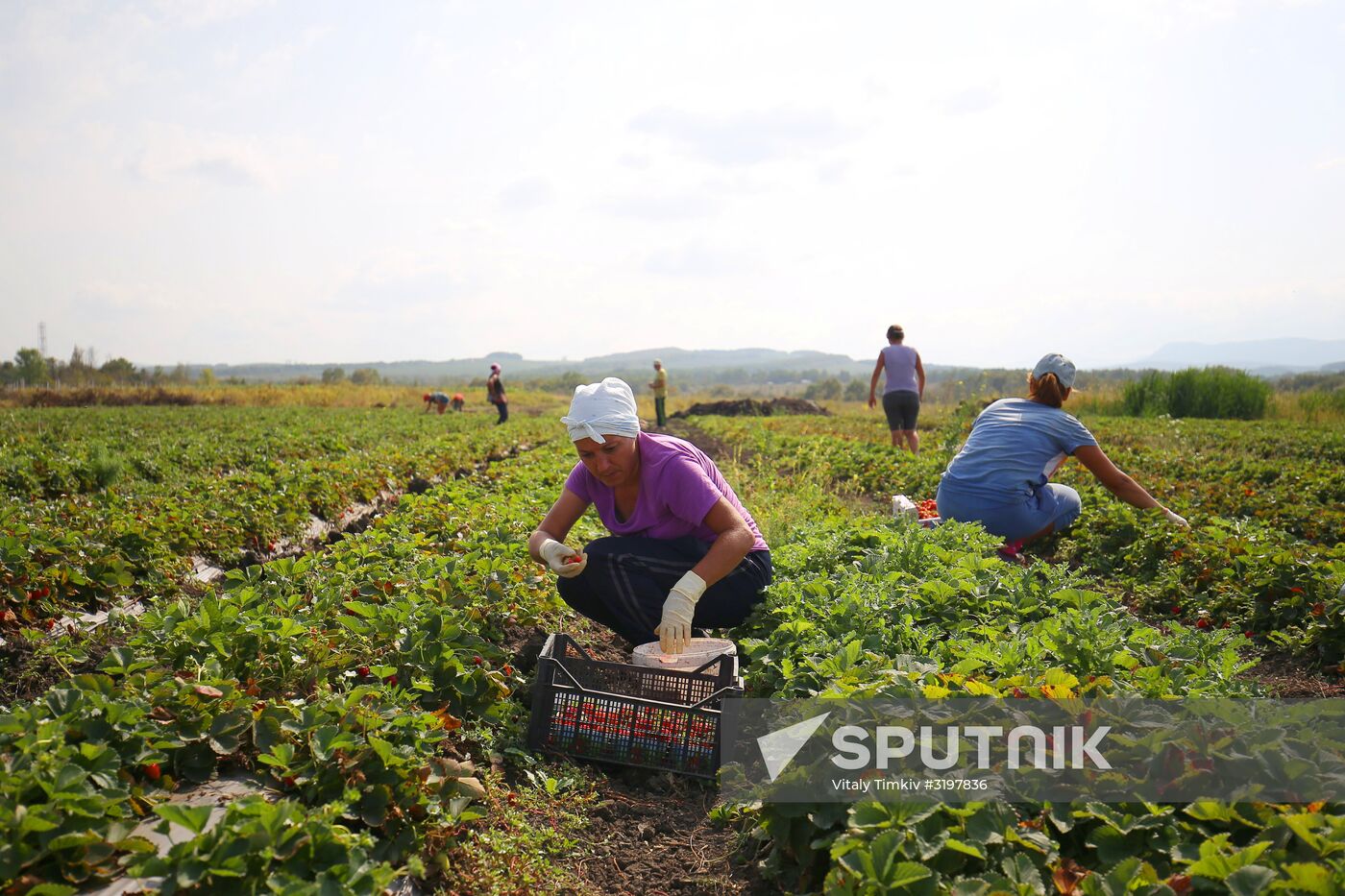 Farming in Krasnodar Territory